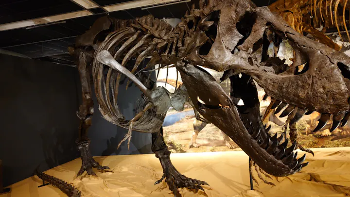 t レックス ティラノサウルス 化石 T-REX展 ティラノサウルスの進化