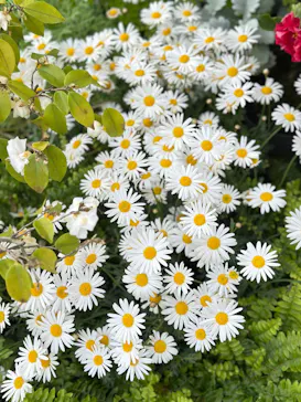 安城産業文化公園デンパークに投稿された画像（2026/3/29）