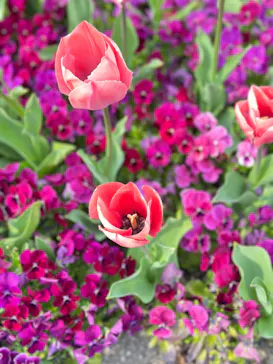 安城産業文化公園デンパークに投稿された画像（2026/3/29）