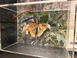 国立科学博物館に投稿された画像（2026/3/29）