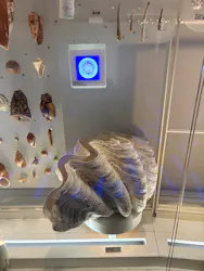 国立科学博物館に投稿された画像（2026/3/29）