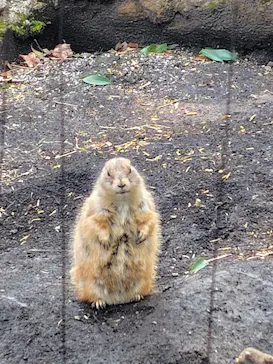 恩賜上野動物園に投稿された画像（2026/3/29）