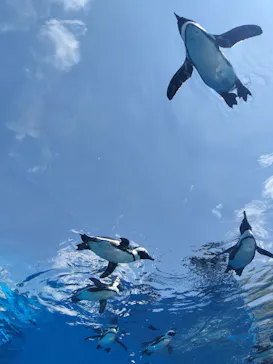 サンシャイン水族館に投稿された画像（2026/3/29）