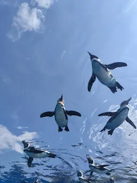 サンシャイン水族館に投稿された画像（2026/3/29）