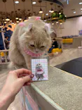 猫カフェモカ 京都河原町店に投稿された画像（2026/3/29）