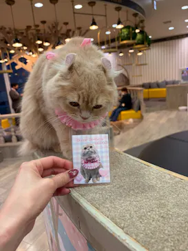 猫カフェモカ 京都河原町店に投稿された画像（2026/3/29）