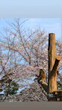 井の頭自然文化園に投稿された画像（2026/3/29）
