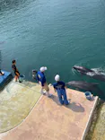 下田海中水族館に投稿された画像（2026/3/29）