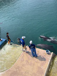 下田海中水族館に投稿された画像（2026/3/29）