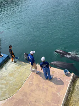 下田海中水族館に投稿された画像（2026/3/29）