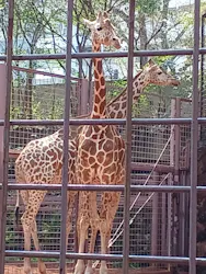 恩賜上野動物園に投稿された画像（2026/3/29）