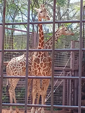 恩賜上野動物園に投稿された画像（2026/3/29）