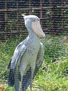 恩賜上野動物園に投稿された画像（2026/3/29）
