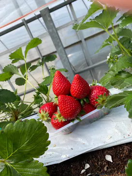 MIGAKI FARMに投稿された画像（2026/3/29）