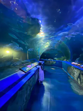 しながわ水族館に投稿された画像（2026/3/29）