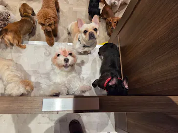 いぬカフェRio 京都店に投稿された画像（2026/3/29）