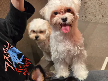 いぬカフェRio 京都店に投稿された画像（2026/3/29）