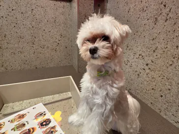 いぬカフェRio 京都店に投稿された画像（2026/3/29）