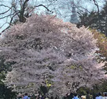 新宿御苑に投稿された画像（2026/3/29）