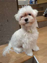 いぬカフェRio 京都店に投稿された画像（2026/3/29）