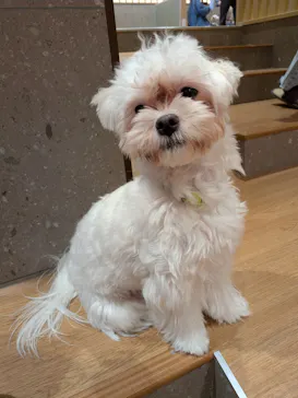 いぬカフェRio 京都店に投稿された画像（2026/3/29）