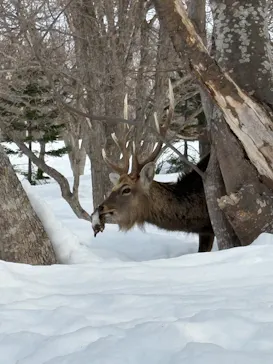 知床ネイチャーガイド星の時間に投稿された画像（2026/3/29）