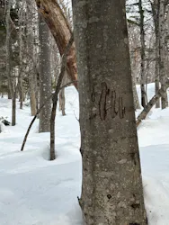 知床ネイチャーガイド星の時間に投稿された画像（2026/3/29）