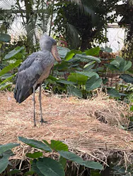 AQUARIUM × ART　atoa×神戸どうぶつ王国に投稿された画像（2026/3/29）