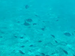 株式会社マリン観光開発に投稿された画像（2026/3/29）