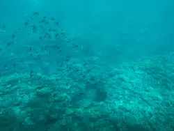 株式会社マリン観光開発に投稿された画像（2026/3/29）