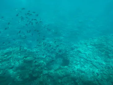 株式会社マリン観光開発に投稿された画像（2026/3/29）