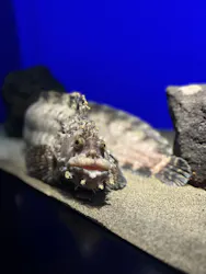 サンシャイン水族館に投稿された画像（2026/3/29）