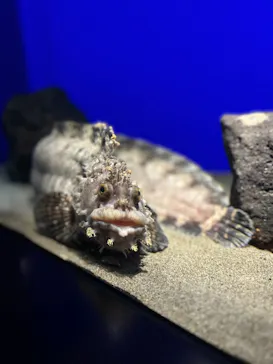 サンシャイン水族館に投稿された画像（2026/3/29）