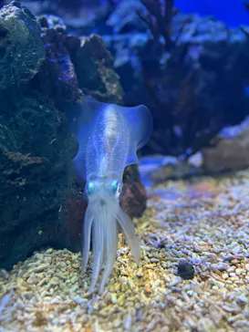 サンシャイン水族館に投稿された画像（2026/3/29）