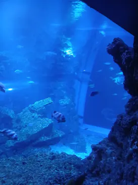 京都水族館に投稿された画像（2026/3/29）