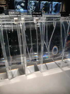 京都水族館に投稿された画像（2026/3/29）