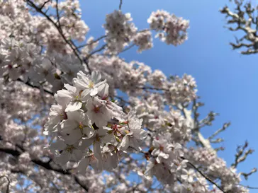 新宿御苑に投稿された画像（2026/3/29）