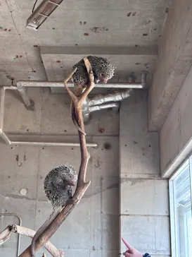 霞ケ浦 どうぶつとみんなのいえに投稿された画像（2026/3/29）