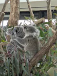 こども動物自然公園（埼玉県公園緑地協会）に投稿された画像（2026/3/29）