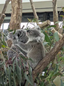 こども動物自然公園（埼玉県公園緑地協会）に投稿された画像（2026/3/29）