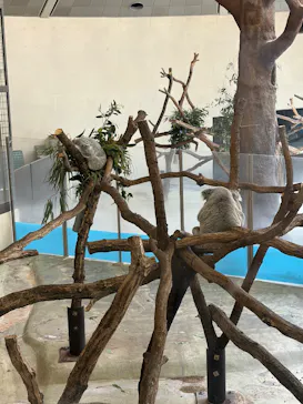 東京動物園協会_多摩動物公園に投稿された画像（2026/3/29）