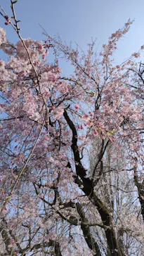 新宿御苑に投稿された画像（2026/3/29）