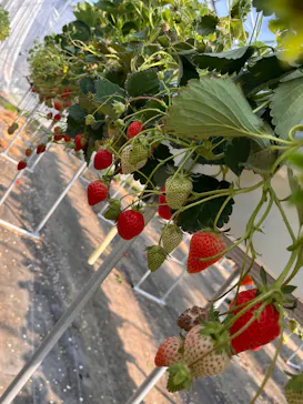 果実の里 原田農園に投稿された画像（2026/3/29）