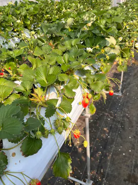 果実の里 原田農園に投稿された画像（2026/3/29）