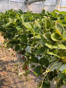 果実の里 原田農園に投稿された画像（2026/3/29）