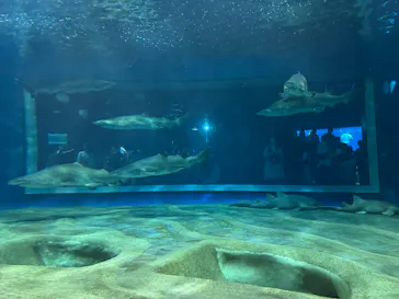 アクアワールド茨城県大洗水族館に投稿された画像（2026/3/29）