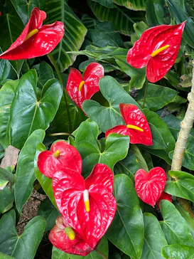 新宿御苑に投稿された画像（2026/3/29）