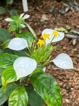 新宿御苑に投稿された画像（2026/3/29）