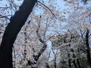 新宿御苑に投稿された画像（2026/3/29）