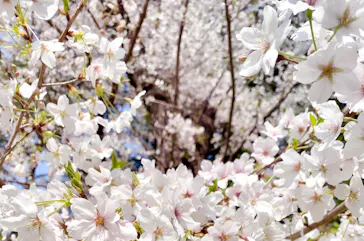 新宿御苑に投稿された画像（2026/3/29）